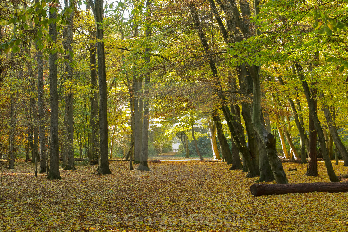 "Autumn Forest Scene" stock image