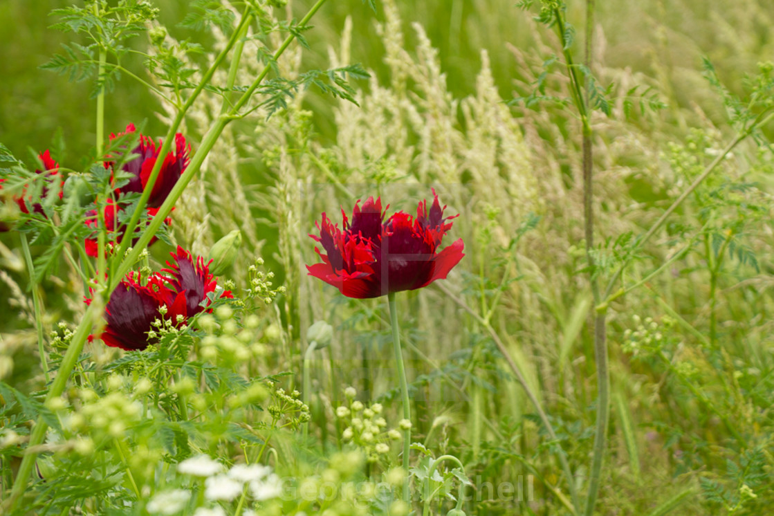 "Field Poppy Papavar Rhoeas" stock image