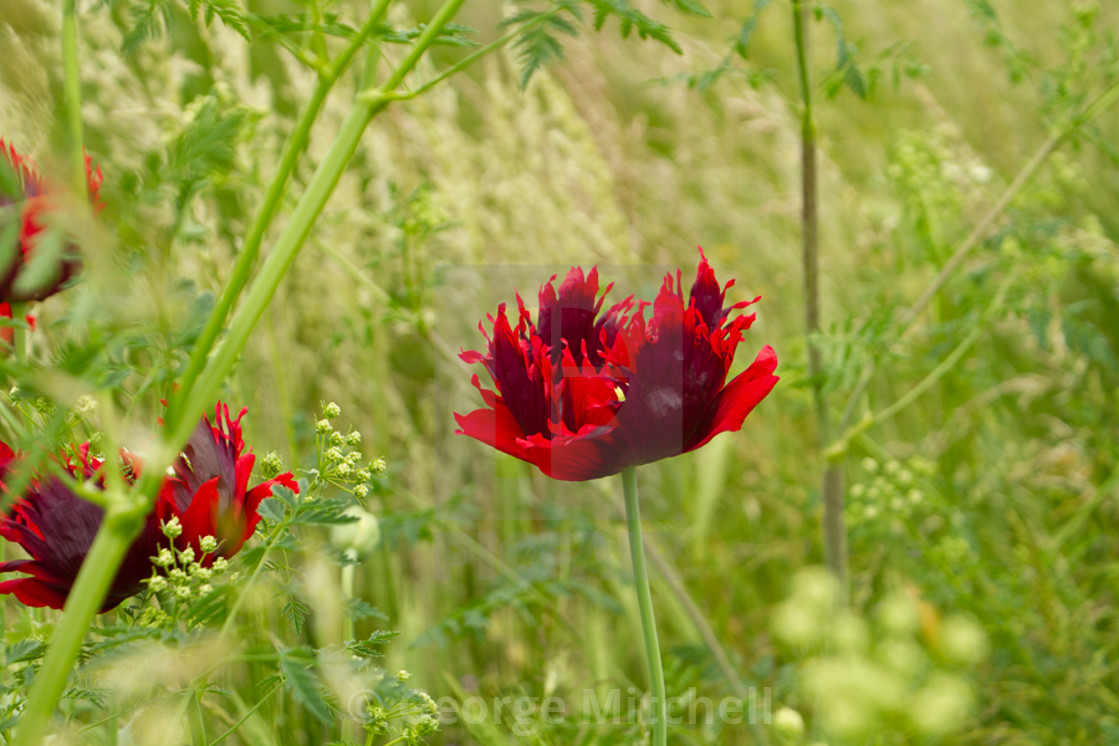 "Field Poppy Papavar Rhoeas" stock image