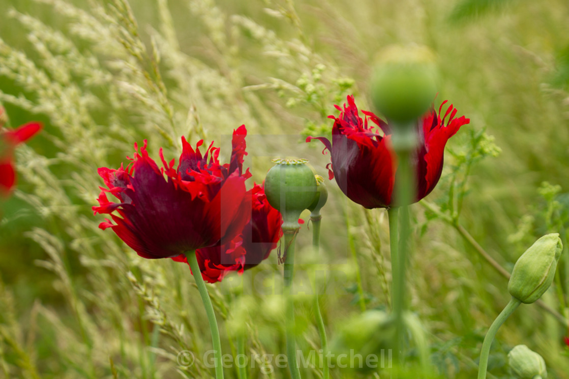 "Field Poppy Papavar Rhoeas" stock image