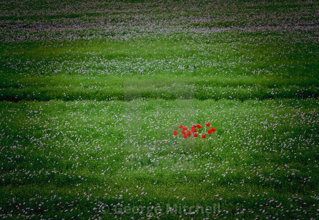 "Wild poppies growing in field of potatoes" stock image