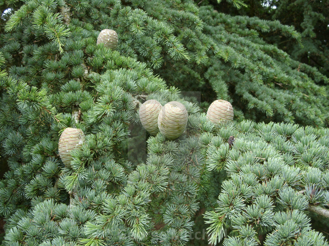 "Pine Cones (Pinus)" stock image