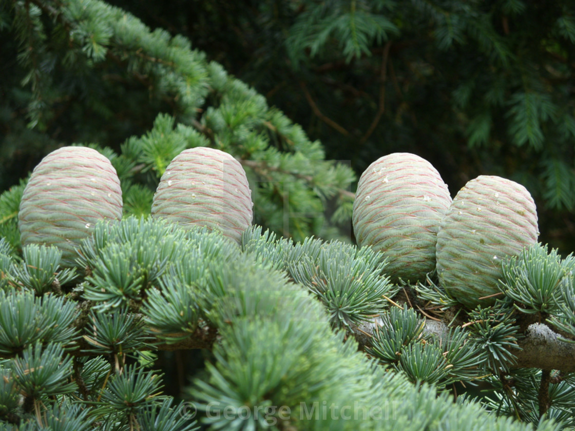 "Pine Cones (Pinus)" stock image