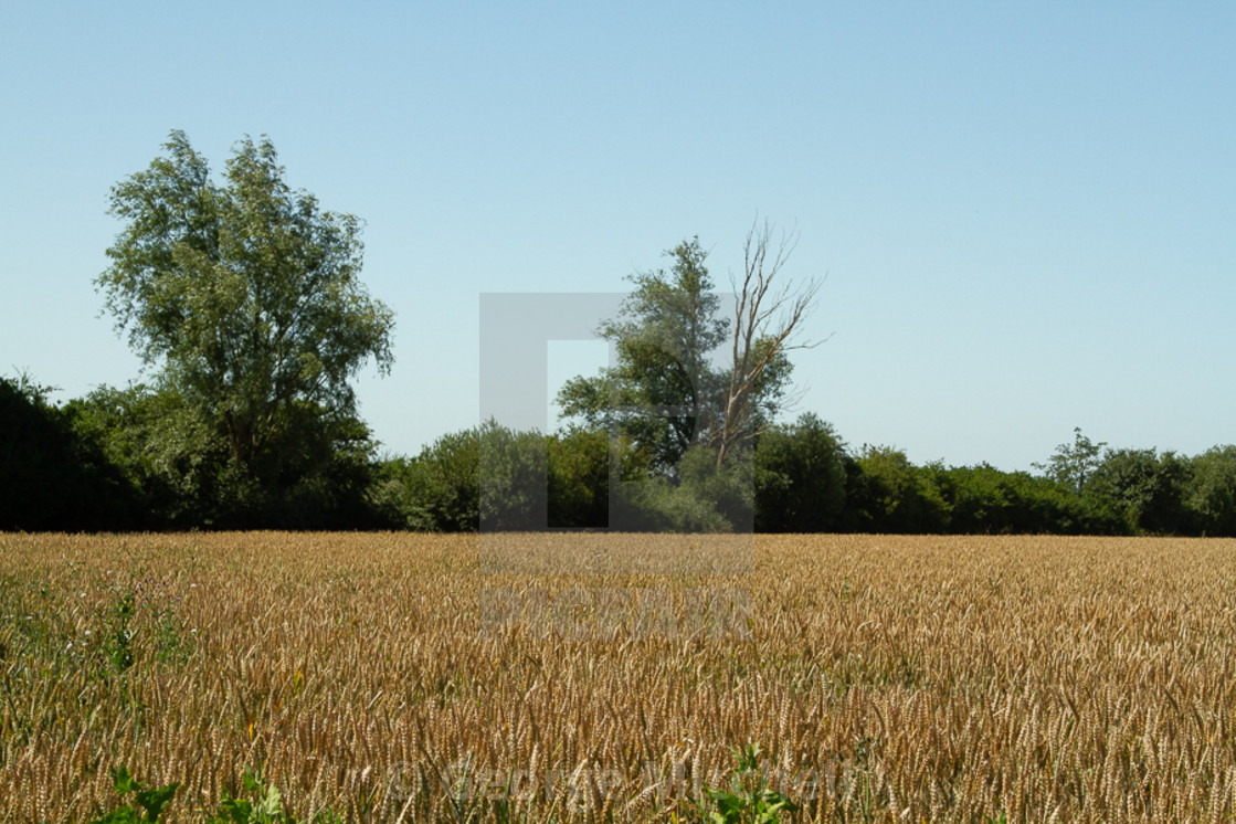 "Corn field at Aldreth, Nr Haddenham, Cambridgeshire, UK" stock image