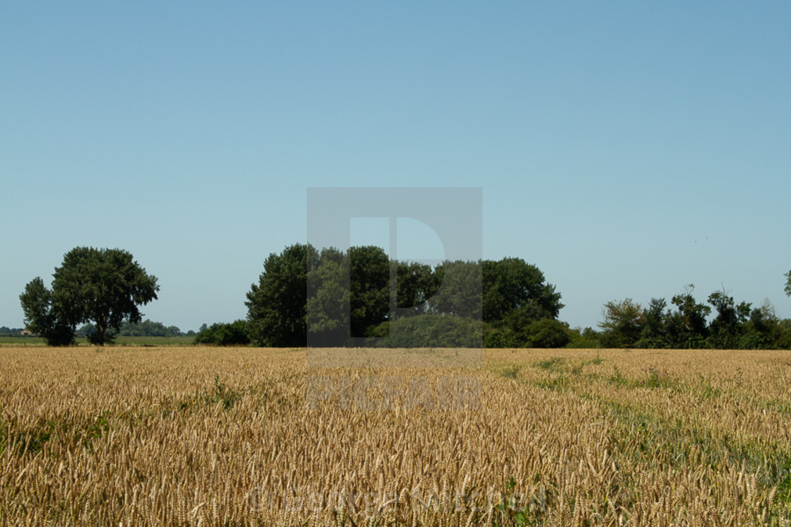 "Corn field at Aldreth, Nr Haddenham, Cambridgeshire, UK" stock image