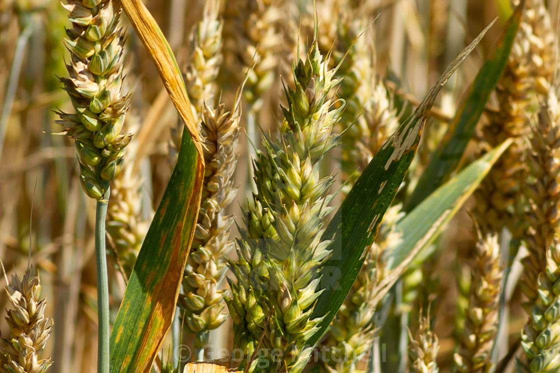 "Ears of corn approaching harvest" stock image