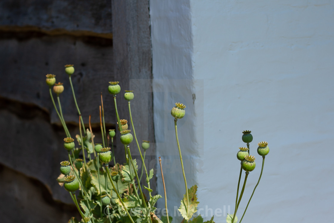 "Poppy Seed Heads" stock image