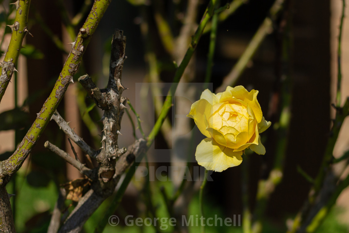 "Yellow Rose in full sunshine" stock image