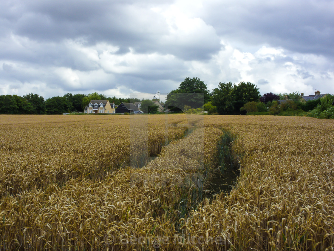 "Tracks in Corn field" stock image