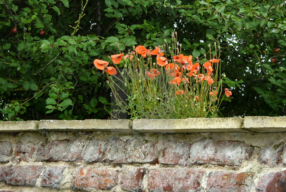 "Poppies growing on Village wall" stock image