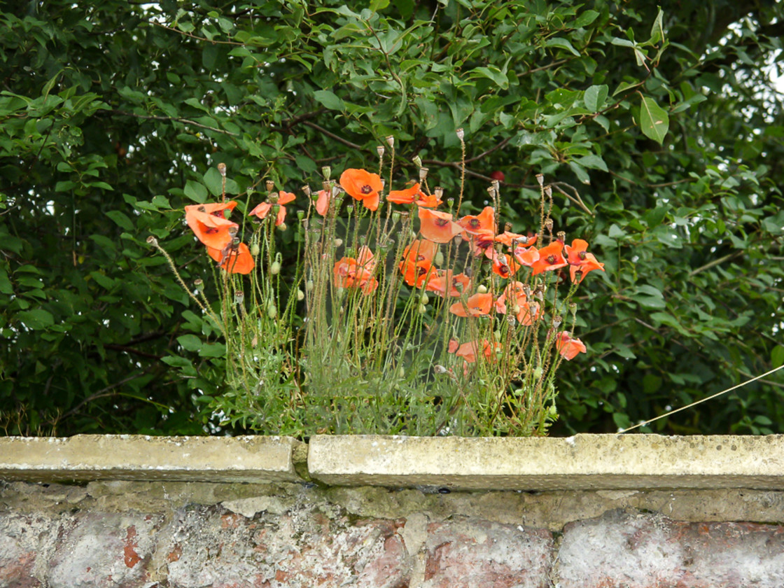 "Poppies growing on Village wall" stock image