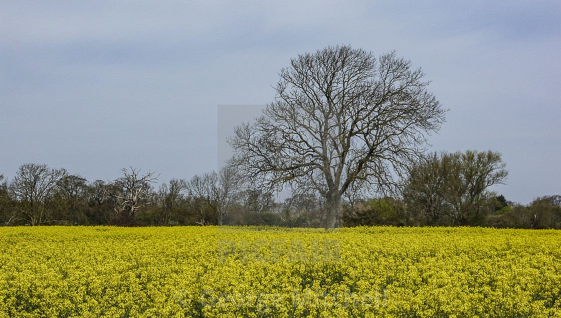 "Tree in Rape Field. late Summer." stock image