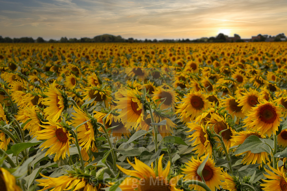 "Sunflowers, late afternoon" stock image