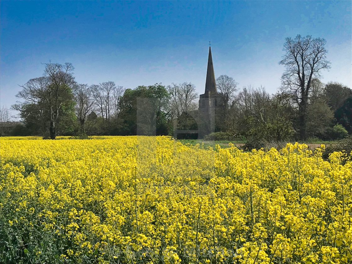 "Field of Rape with Church Steeple" stock image