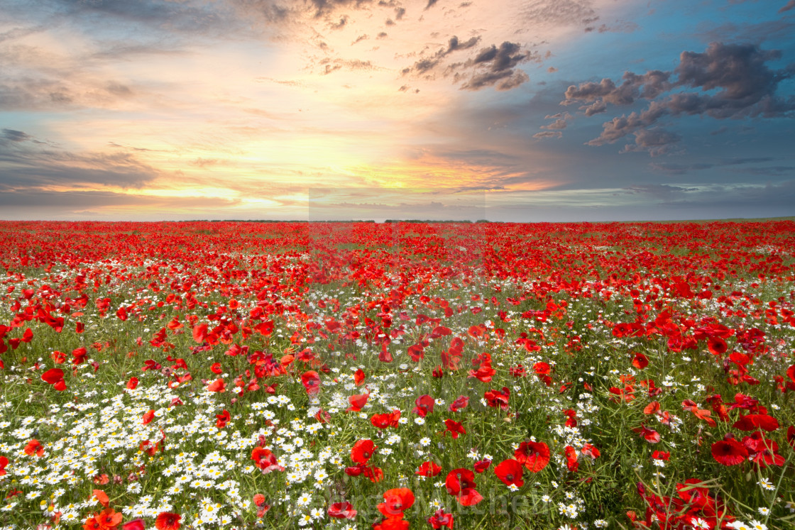 "Norfolk Poppy Field. North Creek, Norfolk, United Kingdom" stock image