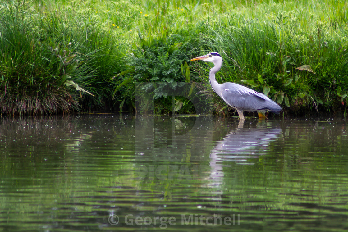 "#UWDAY Heron on River Cam" stock image