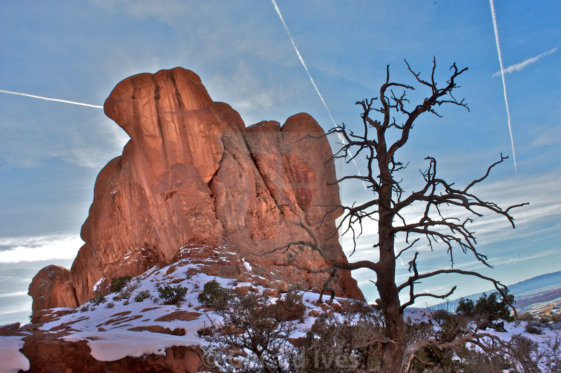 "Red Rock Tree" stock image