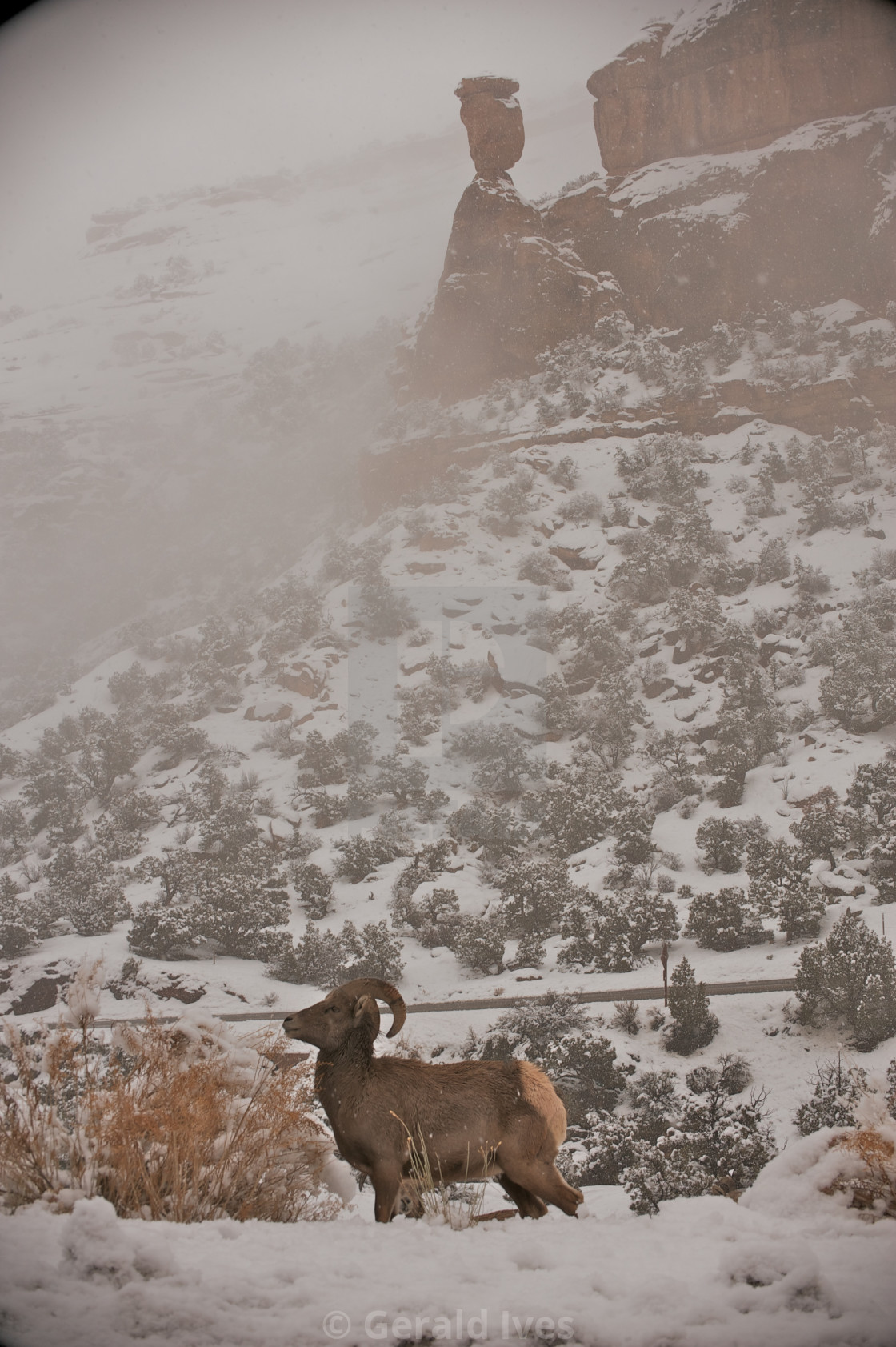 "Monumental Big Horn" stock image