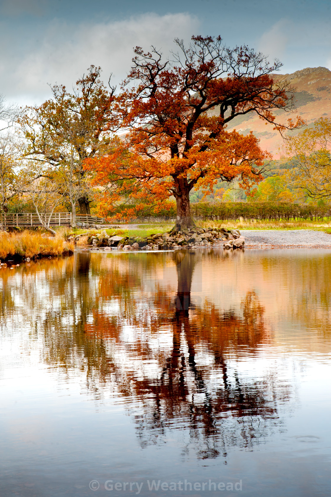 "Buttermere Trees" by Gerry Weatherhead - $38.47 "Buttermere Trees" stock image