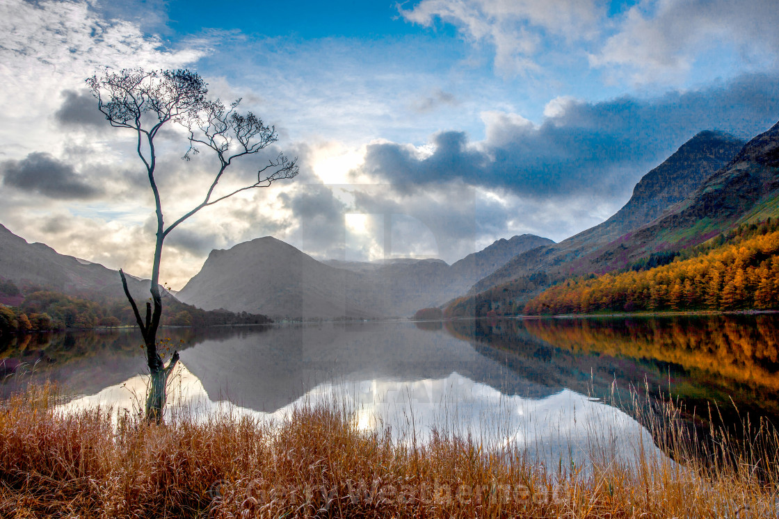 "Buttermere Tree" by Gerry Weatherhead - $38.47 "Buttermere Tree" stock image