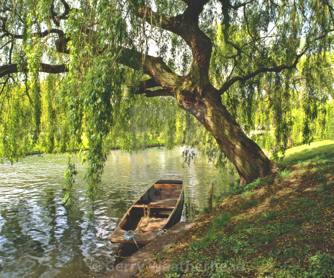 "The Cambridge Backs" by Gerry Weatherhead - $38.47 "The Cambridge Backs" stock image