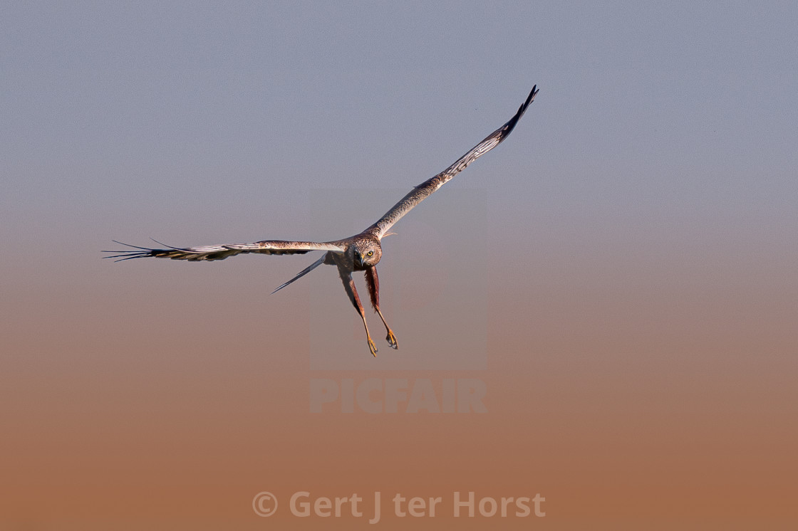 "Hunting in early morning light." stock image