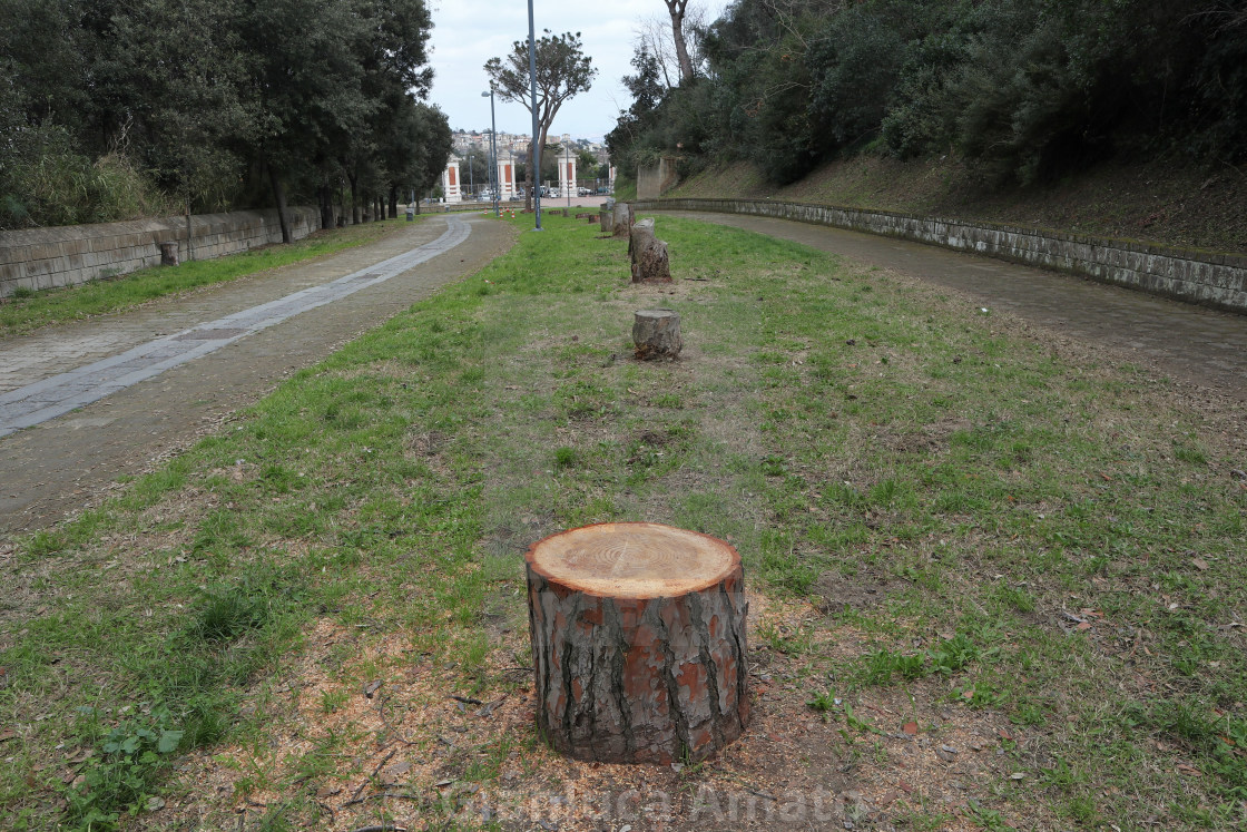 "Napoli - Alberi tagliati nel Parco Virgiliano" stock image