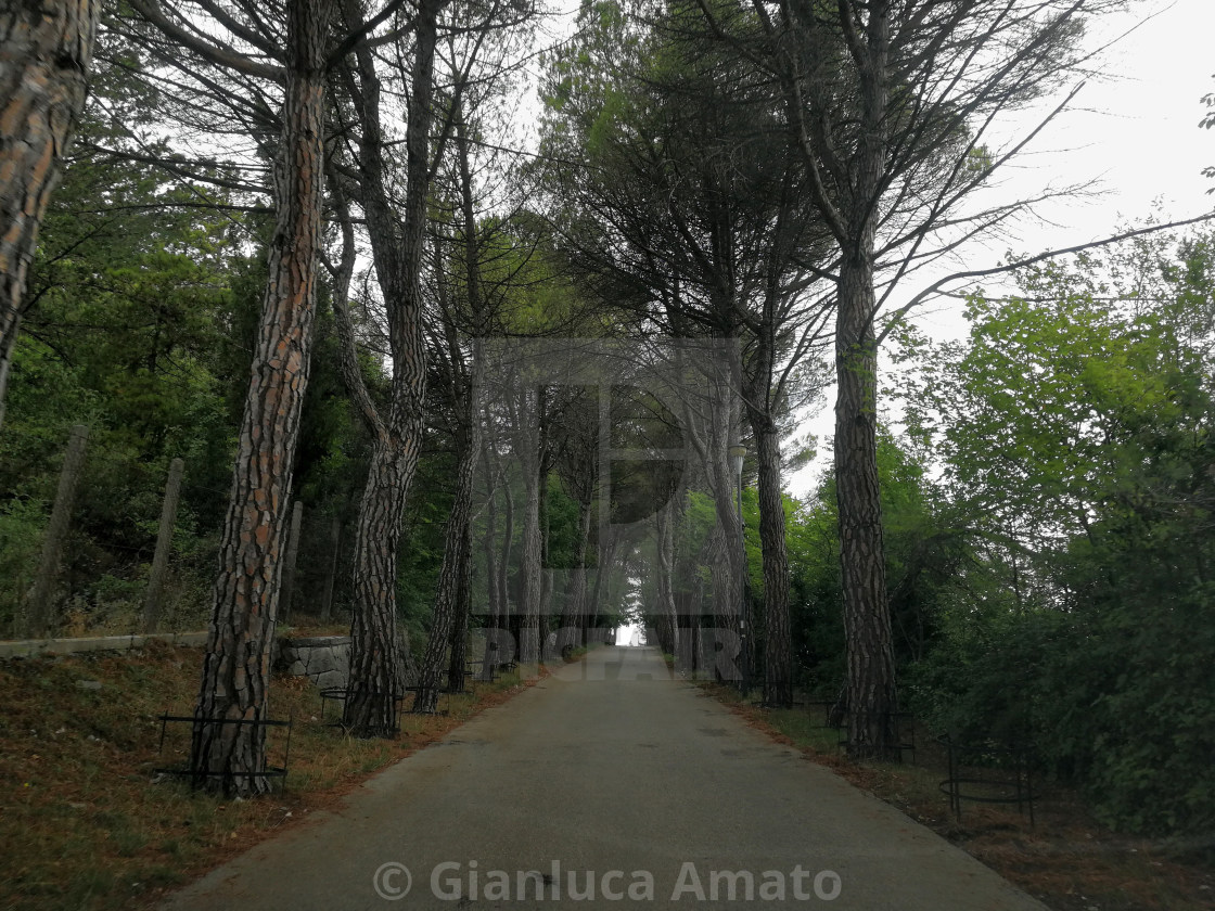 "Campobasso – Viale delle Rimembranze verso il castello" stock image