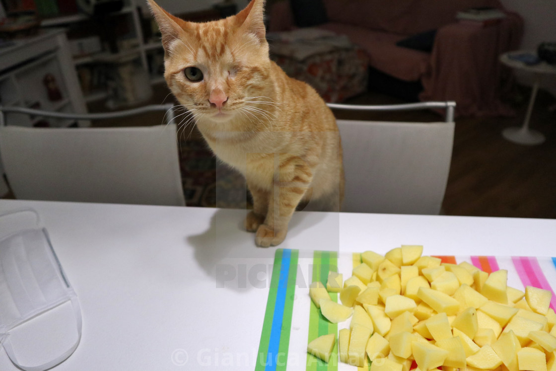 "Gatto con le patate" stock image