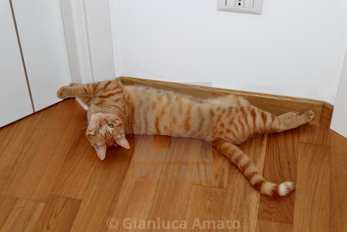 "Gatto stiracchiato sul parquet" stock image