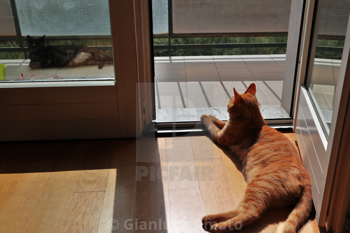 "Gatti al sole sul balcone" stock image