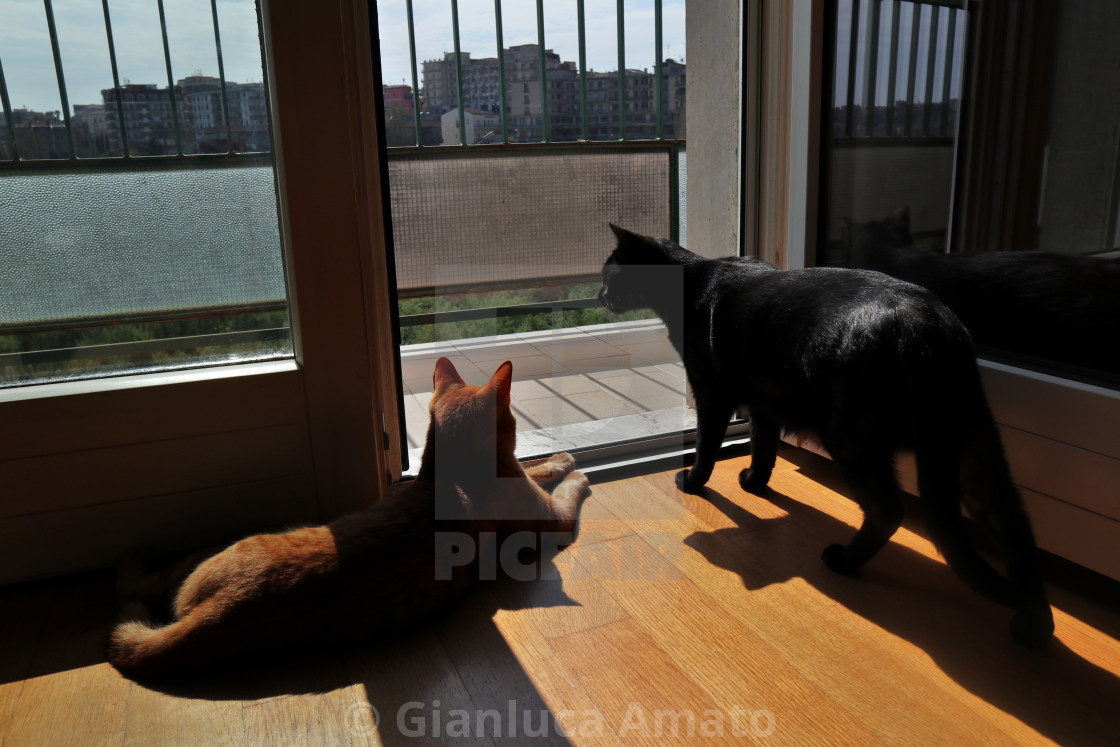 "Gatti al sole" stock image