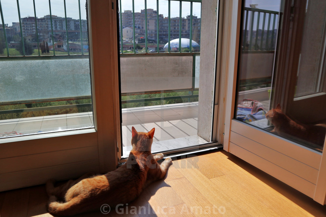 "Gatto al balcone" stock image