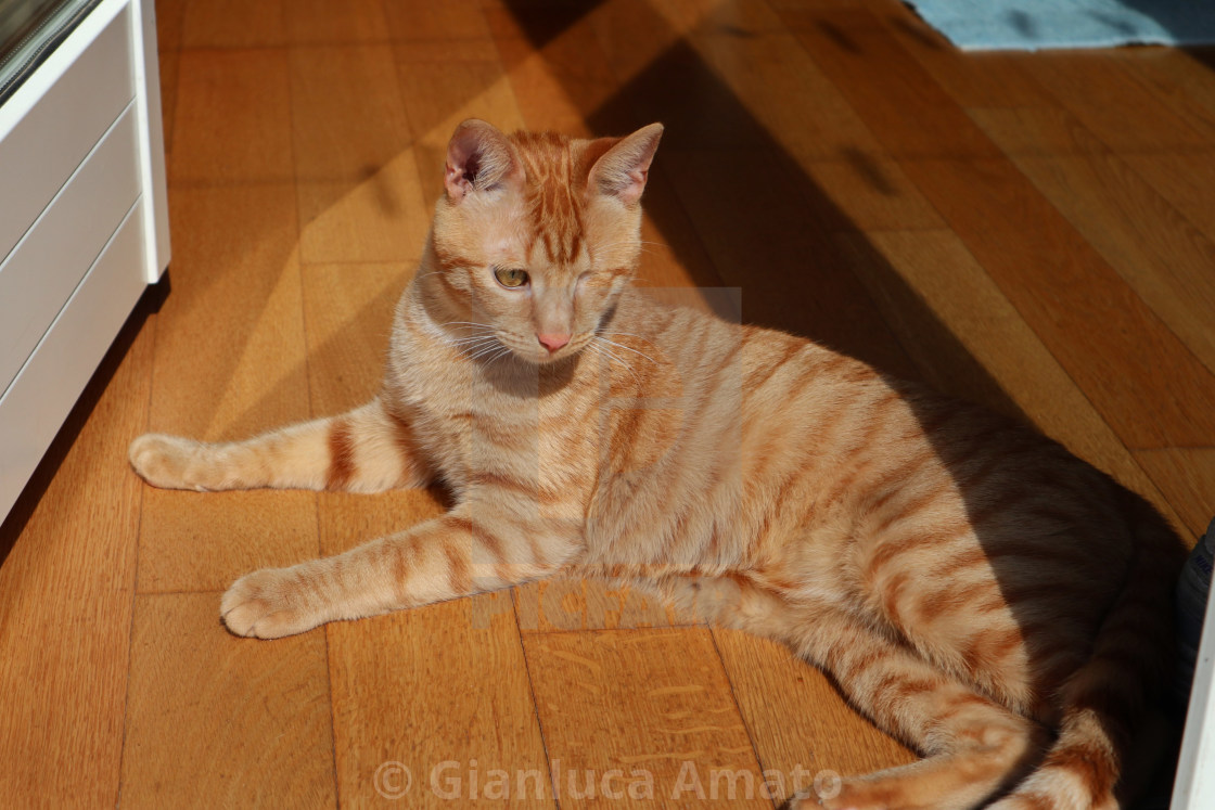 "Gatto al sole sul parquet" stock image