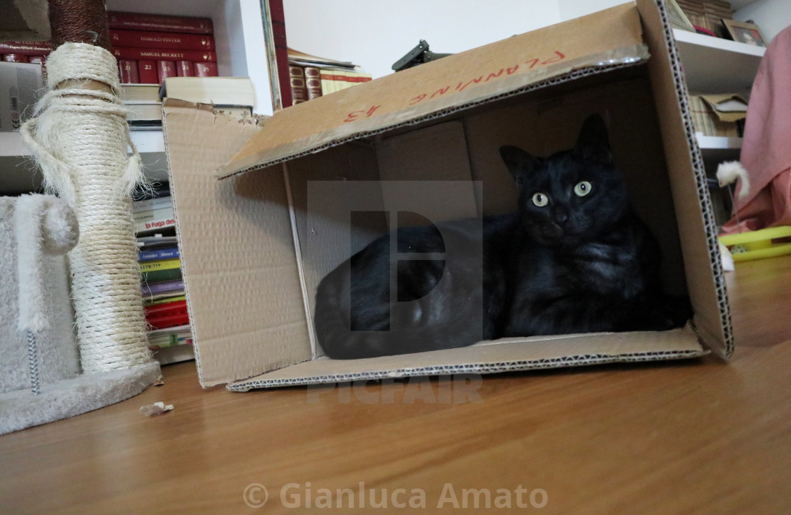 "Gatto nero in scatola" stock image