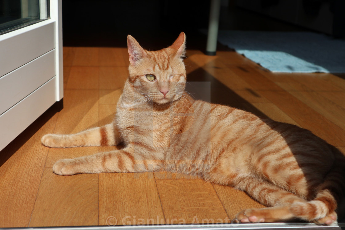 "Gatto rosso al sole" stock image