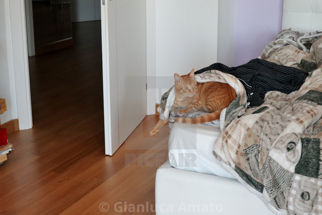 "Gatto sotto le coperte" stock image