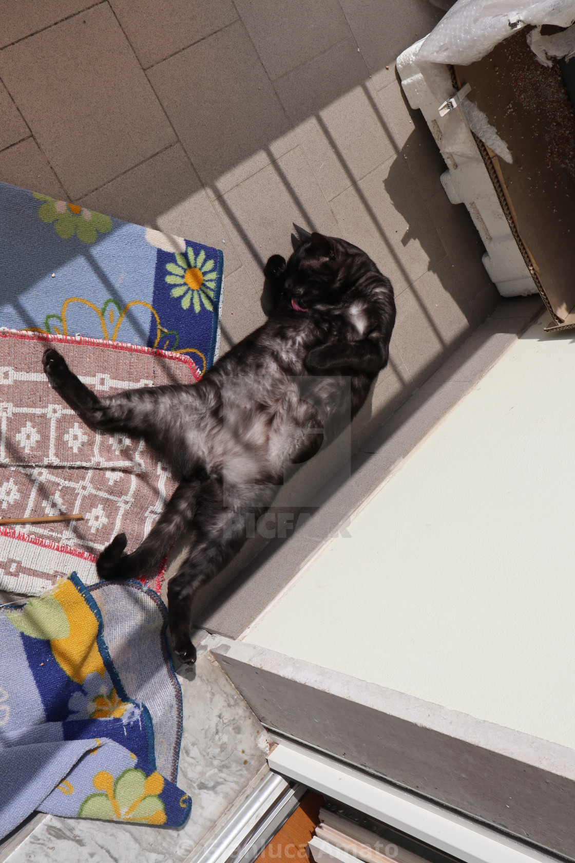 "Gatto nero al sole sul balcone" stock image