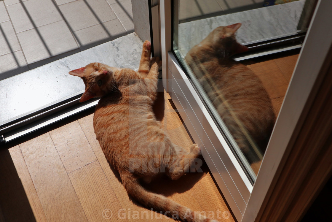 "Gatto sul parquet al sole" stock image