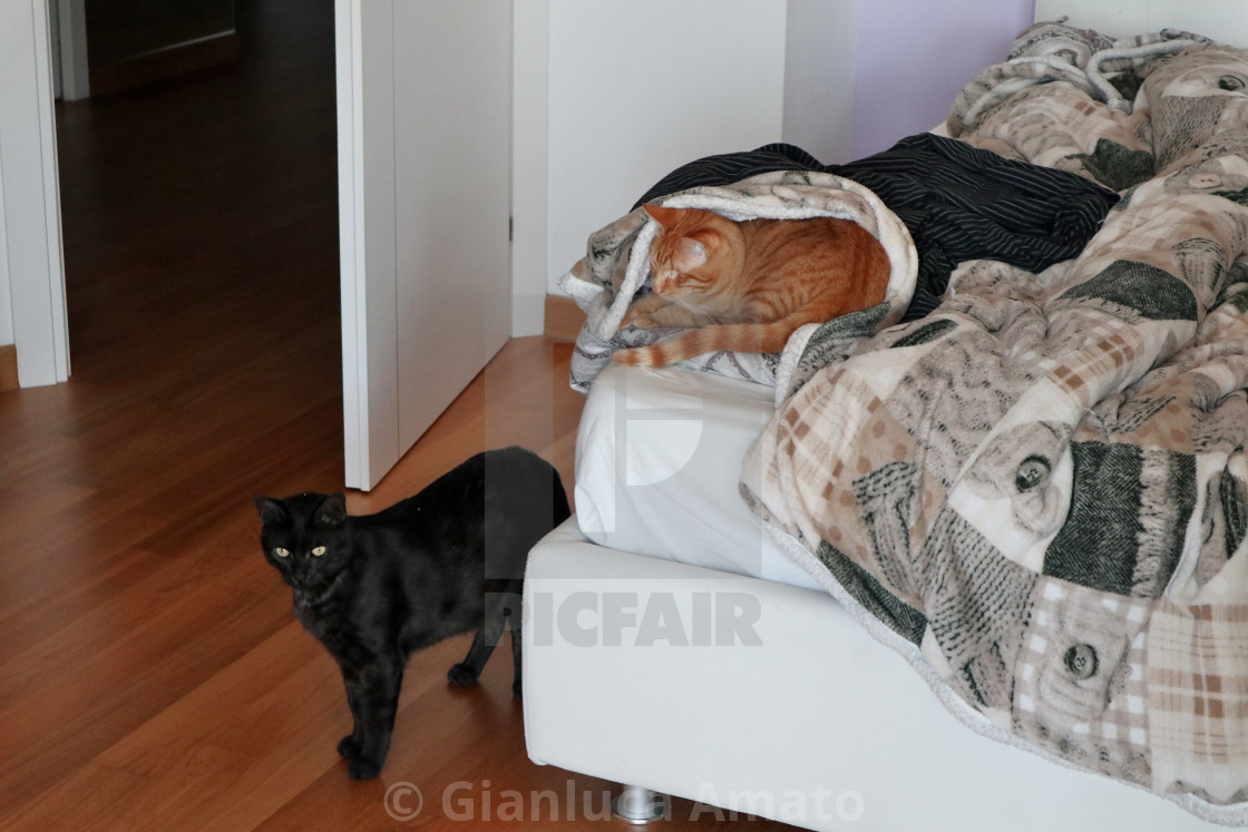 "Gatti in camera da letto" stock image