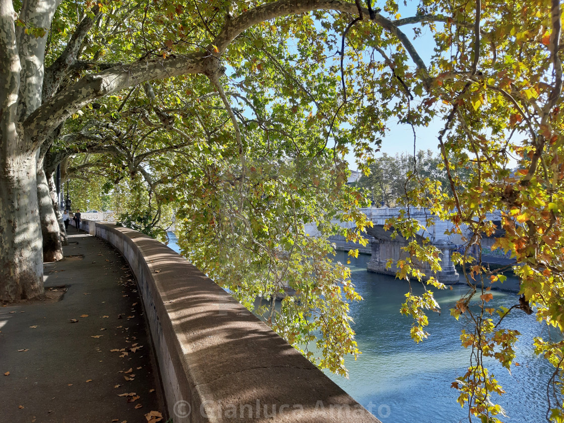 "Roma - Platani sul Lungotevere dei Sangallo" stock image