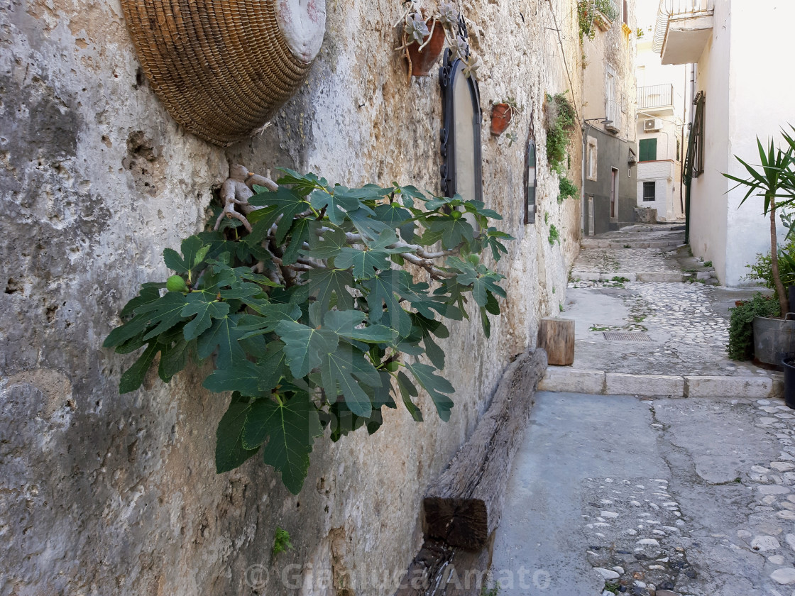 "Peschici - Fico nel muro del centro storico" stock image