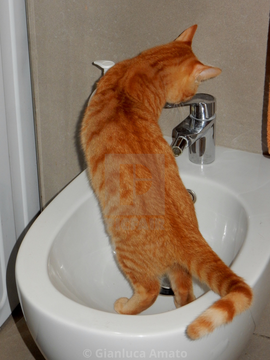 "Gatto sul bidet" stock image