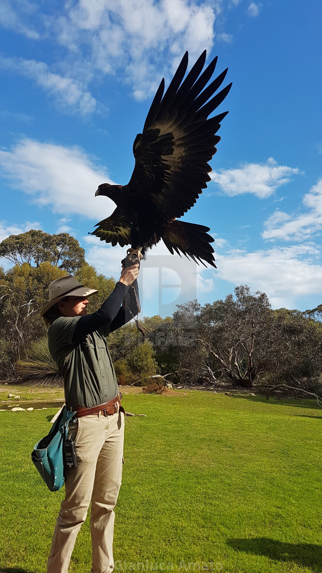 "Australia - Aquila Audax" stock image