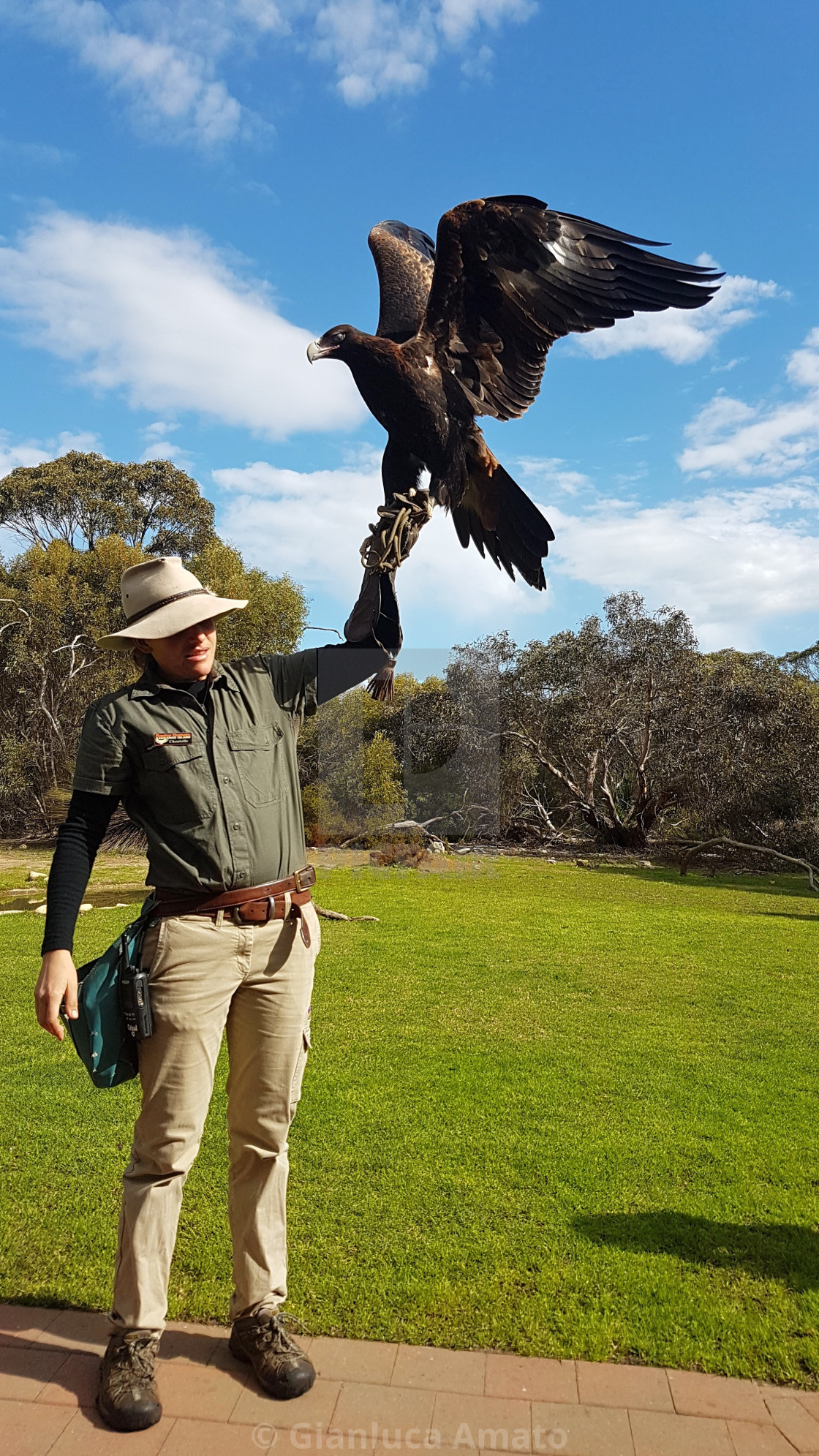 "Australia - Aquila Codacuneata al parco di Kangaroo Island" stock image