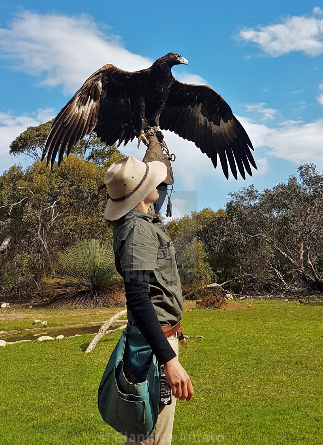 "Australia - Aquila Audax Codacuneata" stock image