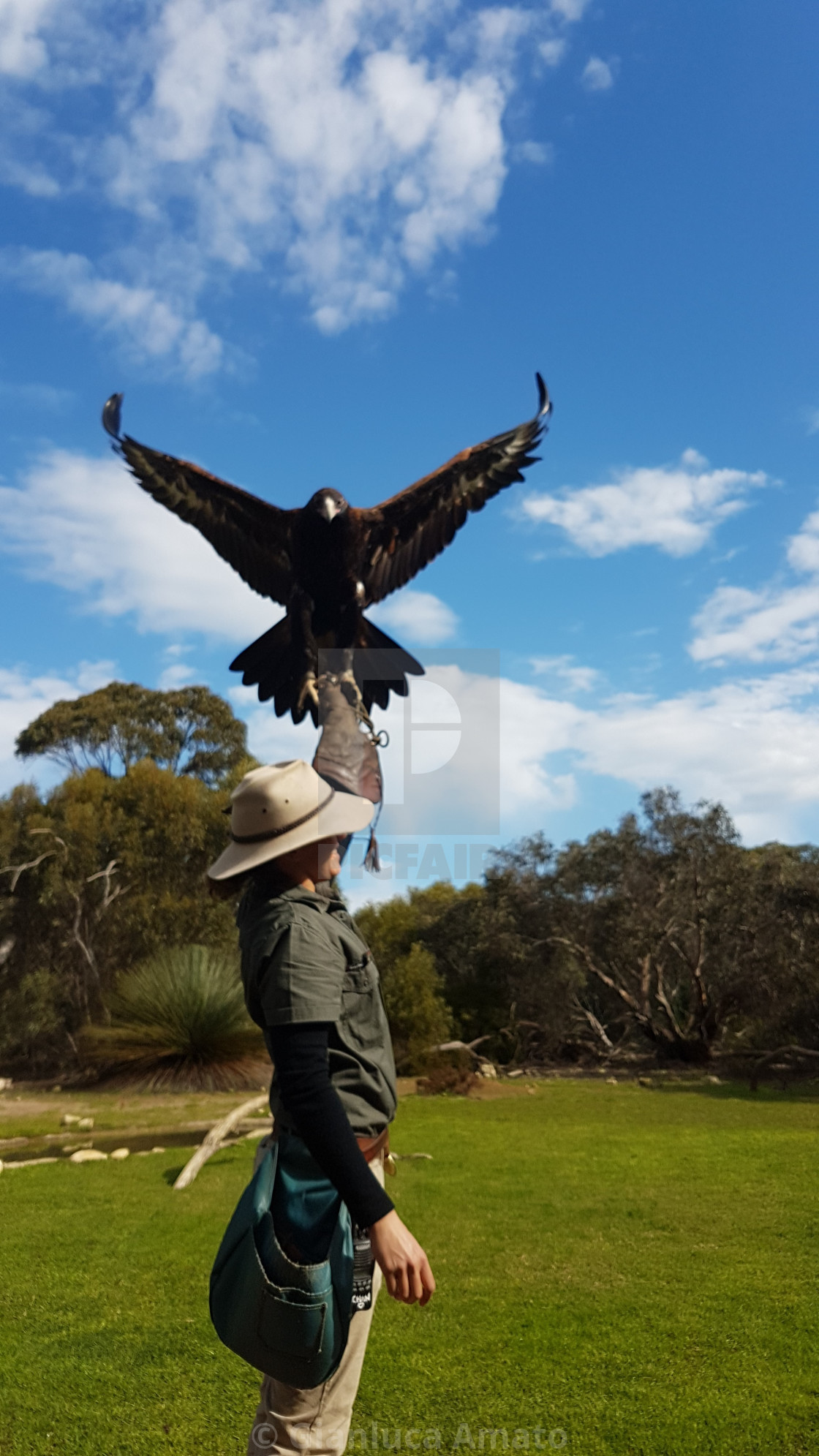 "Australia - Aquila Codacuneata" stock image