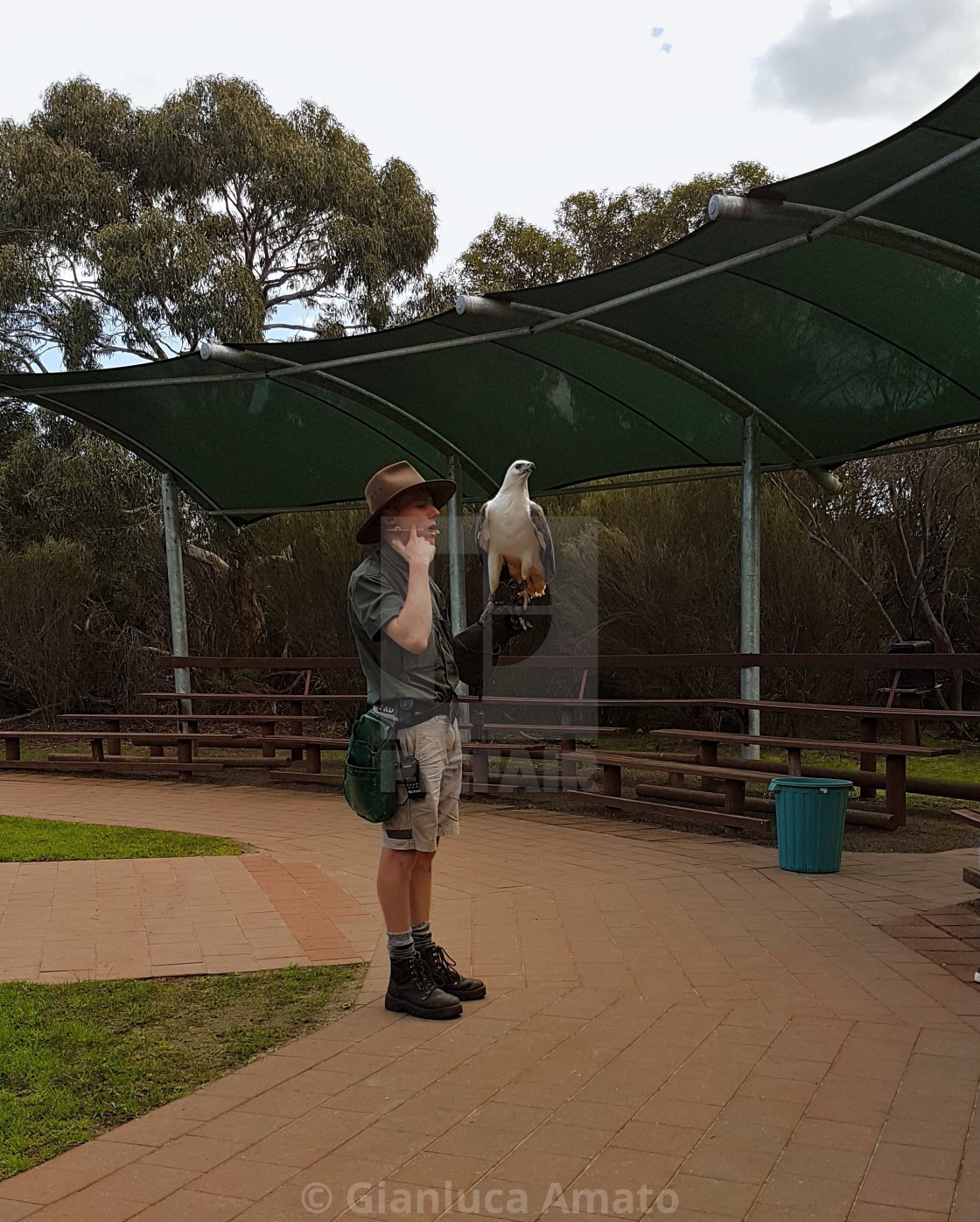 "Australia - Aquila di mare al parco di Kangaroo Island" stock image