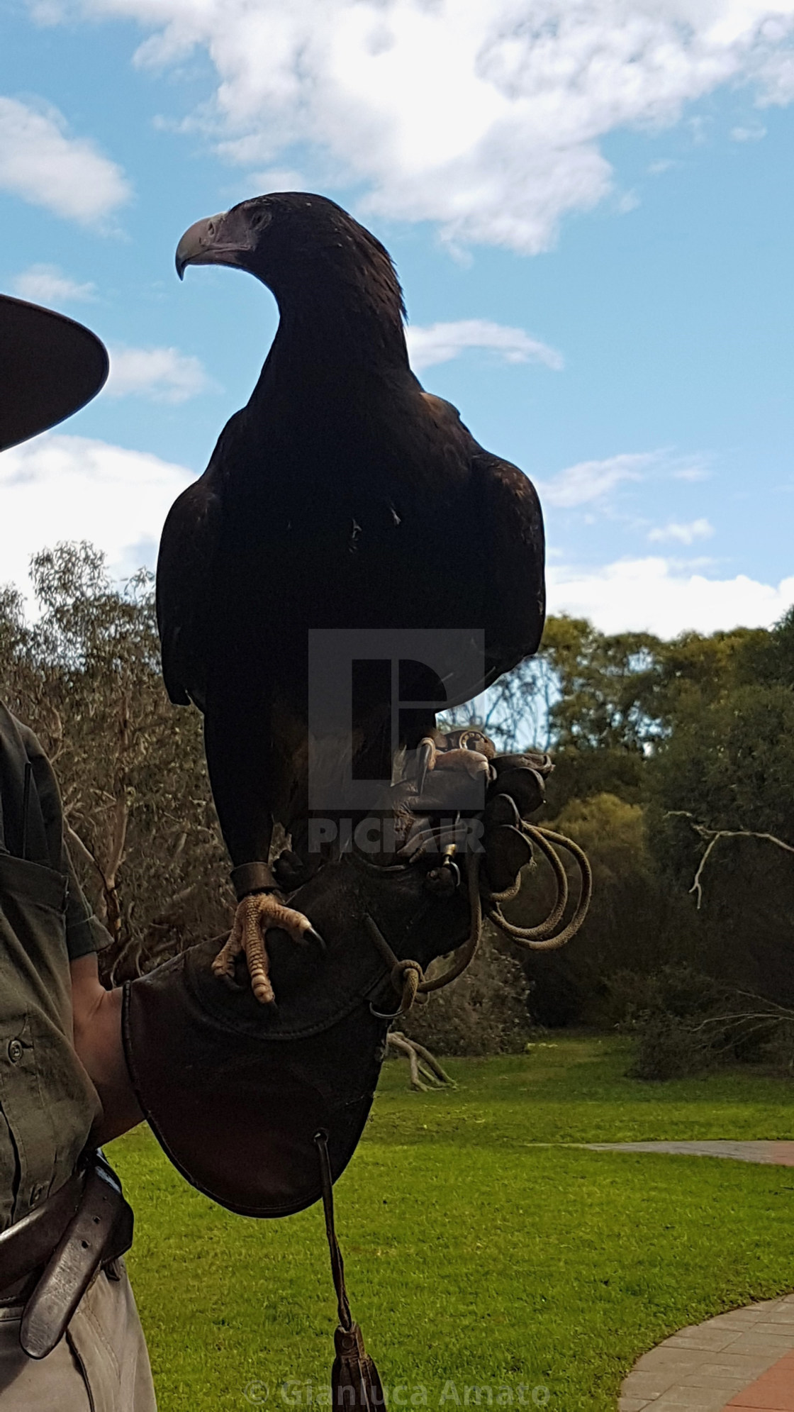 "Australia - Aquila nera al parco di Kangaroo Island" stock image