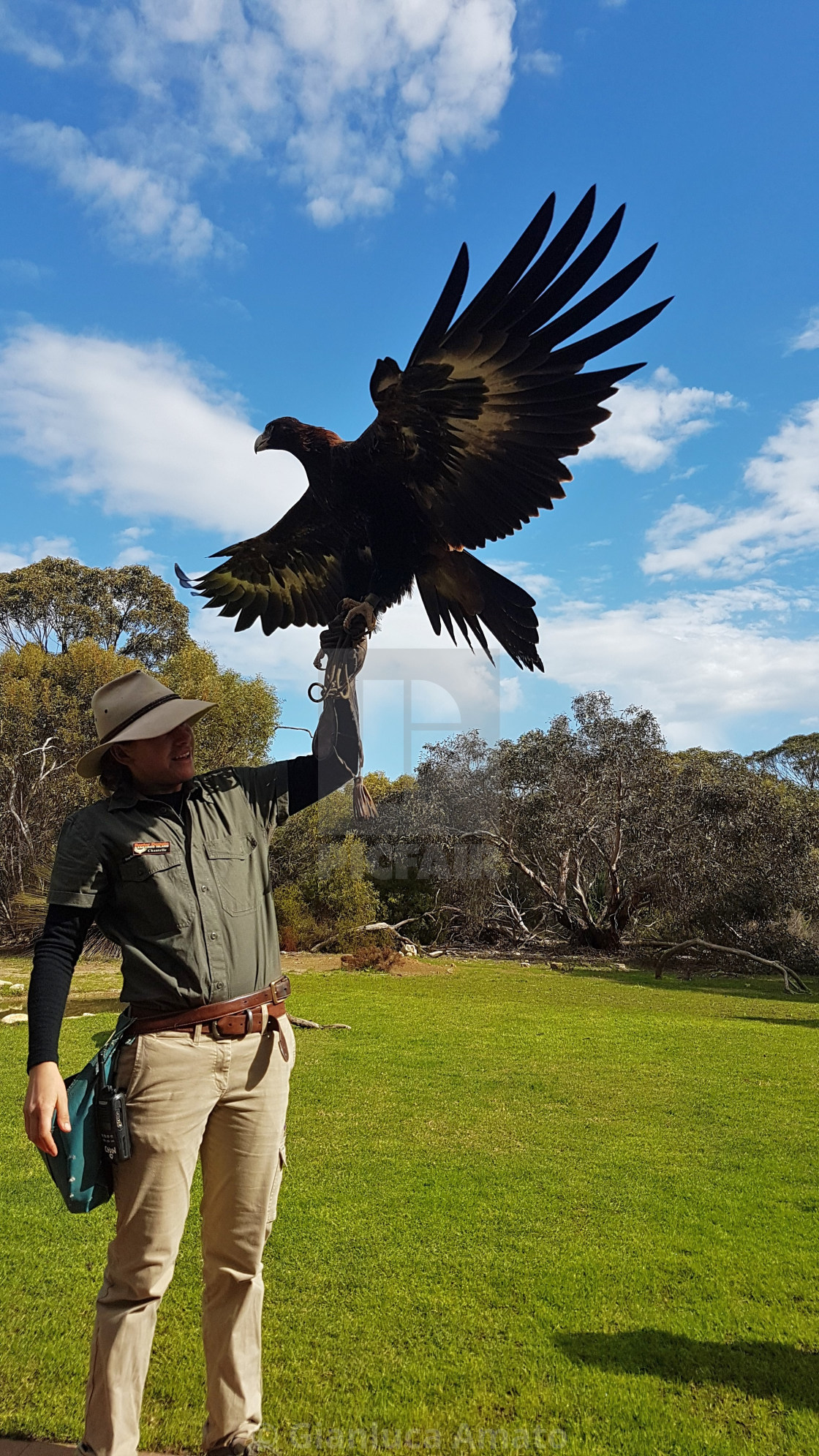 "Australia - Aquila Audax al parco di Kangaroo Island" stock image